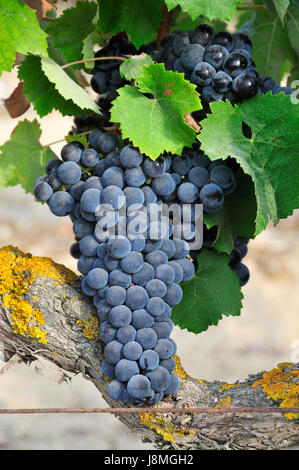 Periquita (Castelao) grape variety. Palmela, Portugal Stock Photo