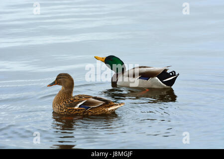 A couple of wild ducks (Anas platyrhynchos). Mira lagoon, Portugal Stock Photo