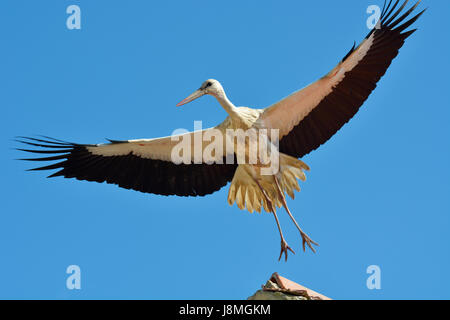 Stork (Ciconia ciconia) flying at the Sado Estuary Nature Reserve. Portugal Stock Photo