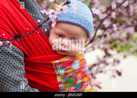 Baby carried in a sling scard in spring blossom of cherry trees Stock Photo