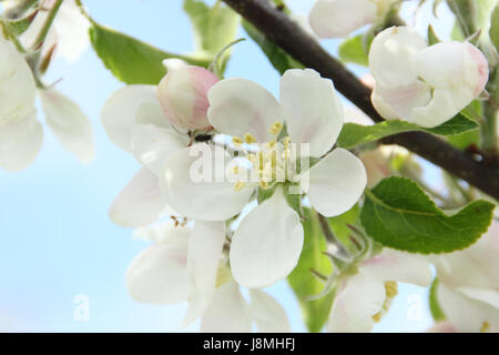 Malus domestica 'Discovery' apple tree blossom in an English orchard on a sunny spring day, England, UK Stock Photo