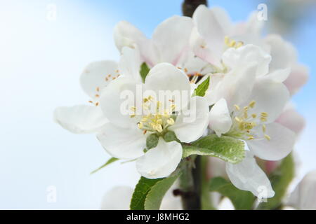 Malus domestica 'Discovery' apple tree in full bloom in an English orchard on a sunny spring day, England, UK Stock Photo