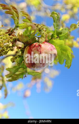 A swollen oak apple gall formed by a gall wasp (biorhiza pallida) on the stem of an English oak tree (Quercus robur) in mid spring, England, UK Stock Photo