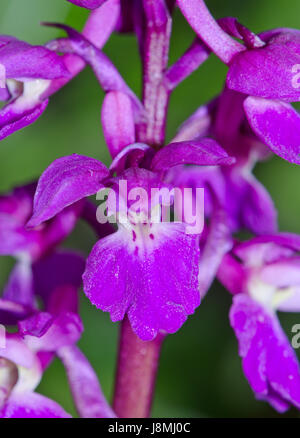 Flower of Early-purple Orchid (Orchis mascula) in Sussex Stock Photo