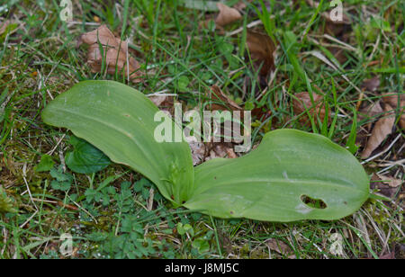 Greater Butterfly Orchid Rosette (Platanthera chlorantha). Sussex, UK Stock Photo