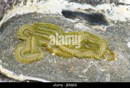 a Green Paddleworm (Phyllodoce lamelligera), marine polychaete under a rock at low tide, sussex, uk Stock Photo