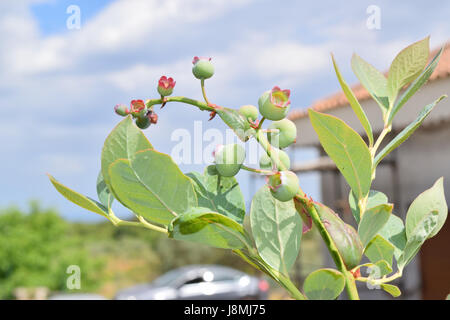 Close up of unripe blueberries on the plant Stock Photo