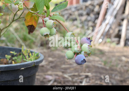 Close up of unripe blueberries on the plant Stock Photo