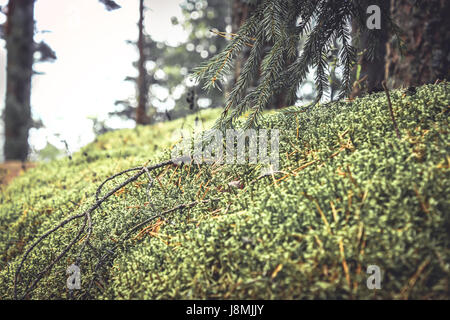 woodland with moss and grass in vintage colors Stock Photo