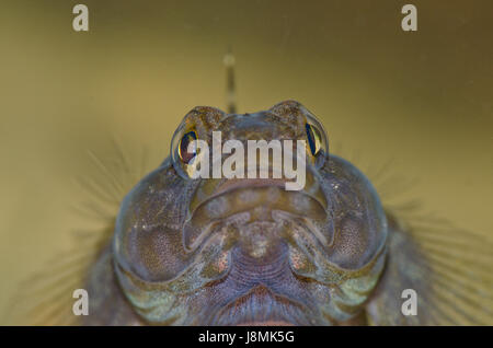 Male Rock goby (Gobius paganellus) head on. Sussex, UK Stock Photo