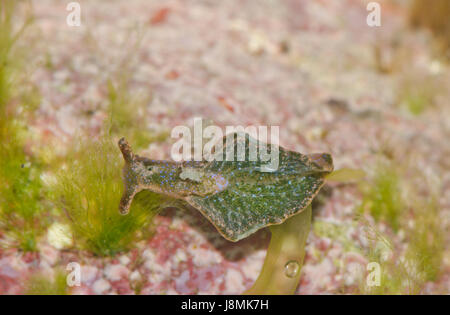 Solar-powered sea slug in rock pool (Elysia viridis). Sussex, UK Stock Photo