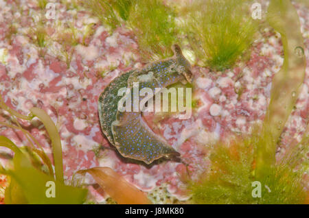 Solar-powered sea slug on rock (Elysia viridis) Stock Photo