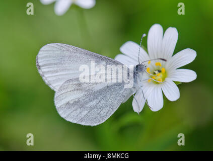 Wood White Butterfly (Leptidea sinapis) feeding on Greater Stitchwort Stock Photo