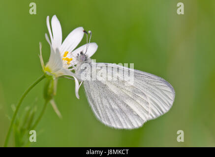 Wood White Butterfly (Leptidea sinapis) on Greater Stitchwort Stock Photo