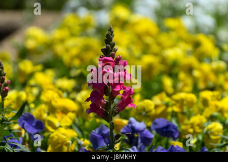 Cluster of pink flowers on a single stalk, standing out in contrast to the sea of yellow flowers in the garden background. Stock Photo