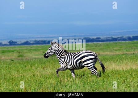 Common Zebras at Amboseli national park in Kenya. Stock Photo