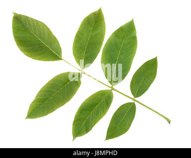Walnut branch isolated on white background Stock Photo