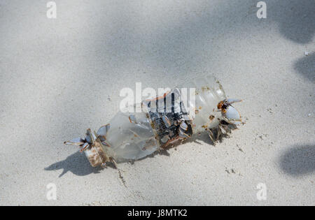 Plastics pollution, Maldives, Indian Ocean. 29th May 2017. Muscles growing on a plastic bottle in the Indian Ocean. Stock Photo