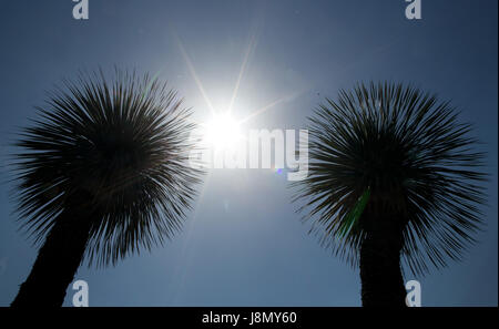 Duesseldorf, Germany. 29th May, 2017. The sun shines between two palm trees in the inner city of Duesseldorf, Germany, 29 May 2017. Photo: Martin Gerten/dpa/Ģ����ý Live News Stock Photo