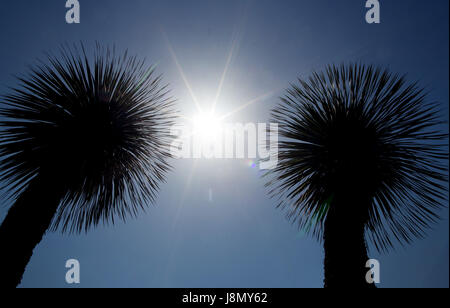 Duesseldorf, Germany. 29th May, 2017. The sun shines between two palm trees in the inner city of Duesseldorf, Germany, 29 May 2017. Photo: Martin Gerten/dpa/Ģ����ý Live News Stock Photo