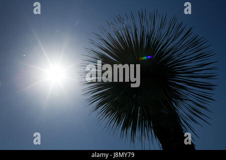 Duesseldorf, Germany. 29th May, 2017. The sun shines between two palm trees in the inner city of Duesseldorf, Germany, 29 May 2017. Photo: Martin Gerten/dpa/Ģ����ý Live News Stock Photo
