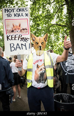 London, UK. 29th May, 2017. Anti-Fox-Hunting march, 29th May 2017, London - a man is holding an anti ban sign and is dressed up as a fox. Credit: Anja Riedmann/Alamy Live News Stock Photo