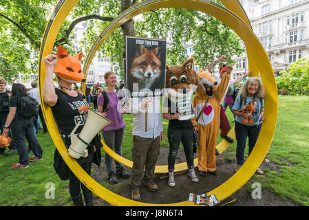 London, UK. 29th May, 2017. London, UK. 29th May 2017. People pose in Cavendish Square before the rally from which several thousand marched through London to another rally at Downing St to tell Theresa May that the public are against having a vote in Parliament on the fox hunting bill. Polls show that over 80% of the public in city and rural areas are against lifting the ban and many would support stronger measures and proper enforcement of the 2004 ban. Among those who spoke and marched was Prof Andrew King of the Animal Welfare Party who is standing against Theresa May in Maidenhead. Peter Stock Photo