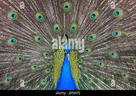 shine, shines, bright, lucent, light, serene, luminous, wheel, bird, birds, Stock Photo