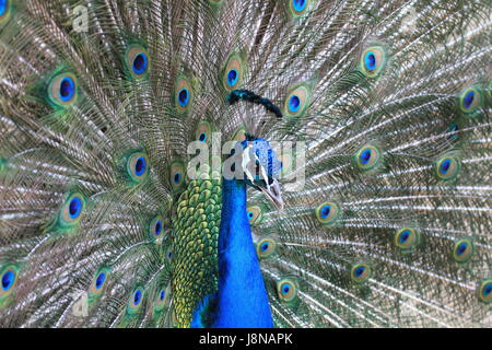 shine, shines, bright, lucent, light, serene, luminous, wheel, bird, birds, Stock Photo