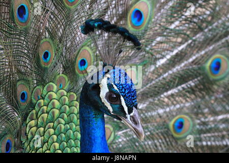 shine, shines, bright, lucent, light, serene, luminous, wheel, bird, birds, Stock Photo