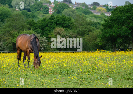 Horses grazing in the field full of buttercup flowers in Woodgate Valley Country Park. Stock Photo