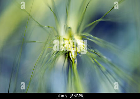 Spikelets of young wheat close-up. ears of green unripe wheat. Stock Photo