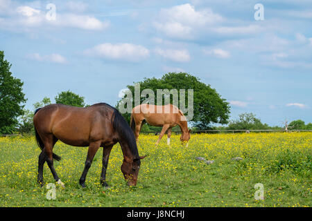 Horses grazing in the field full of buttercup flowers in Woodgate Valley Country Park. Stock Photo