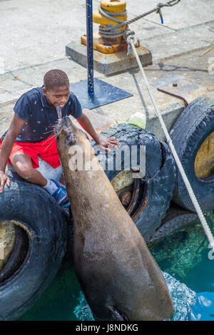 Houtbaai Western Cape, South Africa, 30 JANUARY 2015: Young Boy play with a Seal at ther Harbour Stock Photo