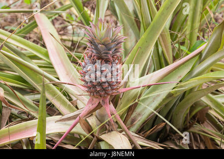 Close-up of a pineapple. Selective focus on the fruit as the background does not contribute to the subject. Stock Photo