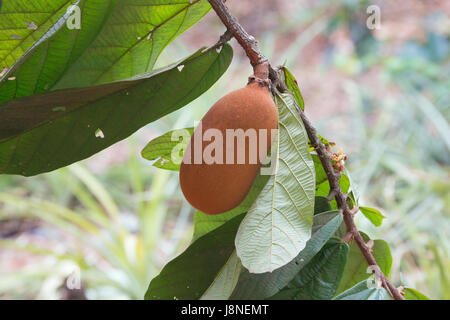 Close-up of cupuacu fruit. Selective focus on the fruit as the background does not contribute to the subject. Stock Photo