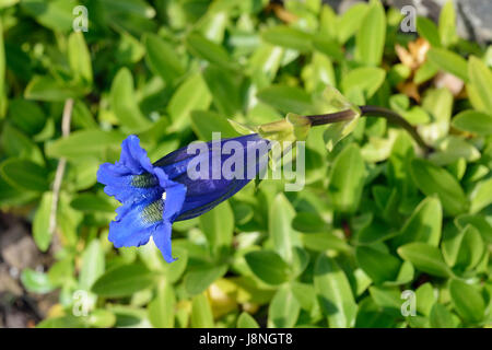 Trumpet or Stemless Gentian - Gentiana acaulis Blue Alpine Flower Stock Photo