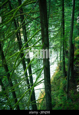 The beautiful temperate rainforest on the banks of the Capilano River at Capilano Suspension Bridge Park in North Vancouver, BC, Canada. Stock Photo