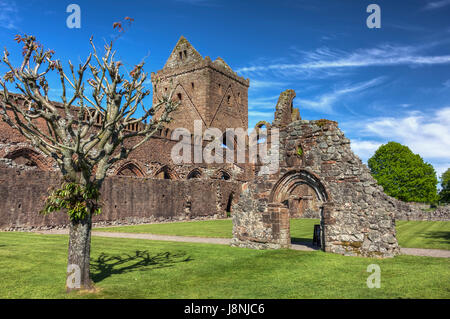 13th century Sweetheart Abbey owned by Historic Environment Scotland and open to the public in New Abbey, Dumfries and Galloway, Scotland. Stock Photo