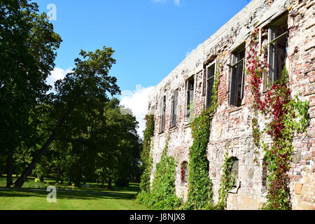 Plants growing on old ruins. Stock Photo
