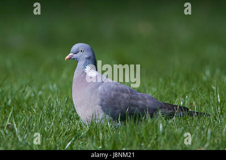 Common wood pigeon standing in grass in its habitat Stock Photo