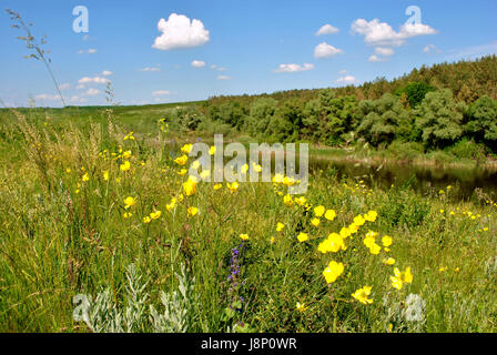 Meadow with yellow flowers on the bank of the river, forest and blue cloudy sky, summer, Ukraine Stock Photo