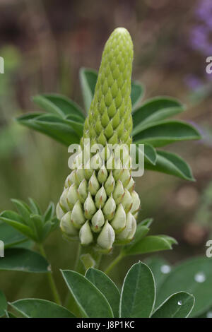 Close up of the bud of the pollinator friendly Lupinus (Lupin) 'Persian Slipper' plant in a British garden, showing the young petals emerging. Stock Photo
