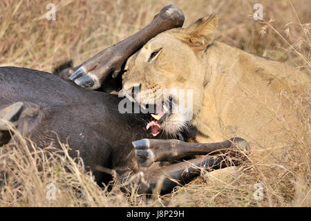 Lioness (Panthera leo) feeding on the carcass of a just caught Blue Wildebeest (Connochaetes taurinus), Serengeti national park, Tanzania Stock Photo