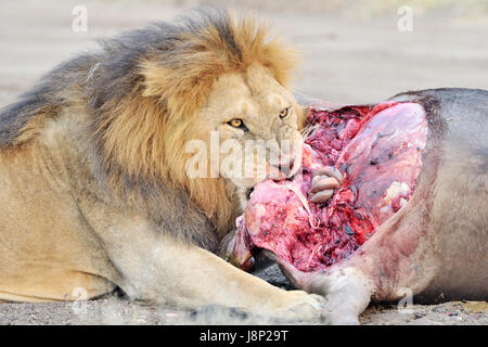 Male Lion (Panthera leo) feeding on the carcass of a Blue Wildebeest (Connochaetes taurinus), Serengeti national park, Tanzania Stock Photo