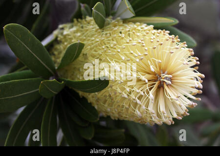 australia, tree, australia, blossoms, evergreen, bleed, banksia ...