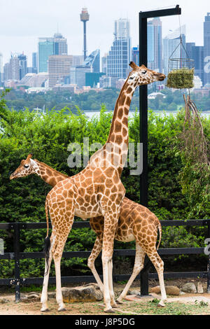 Tarronga zoo's Giraffes with Sydney skyline. NSW. Australia. Stock Photo