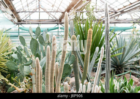 Various cactus in a conservatory glasshouse. Succulents in desert greenhouse planted in a botanical garden Stock Photo