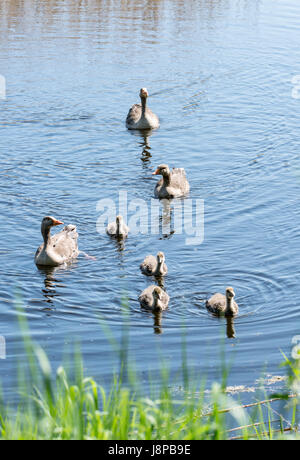 Grylag Goose with young chicks Stock Photo