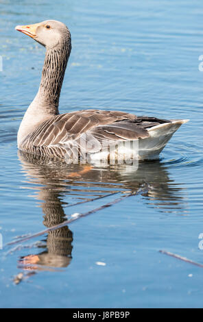 Greylag Goose Stock Photo